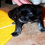 DJsvetli снимка