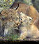 t1shansk1 снимка