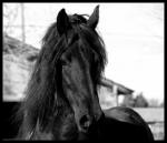 horses_are_ my_life снимка