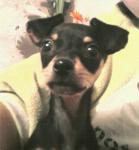 Simonela снимка