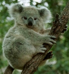 koala снимка