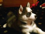 Reya снимка