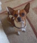 Dessy96 снимка