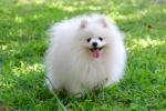 WhiteDog снимка