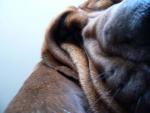 Bloodhound снимка
