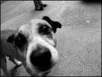 Dogcheto снимка
